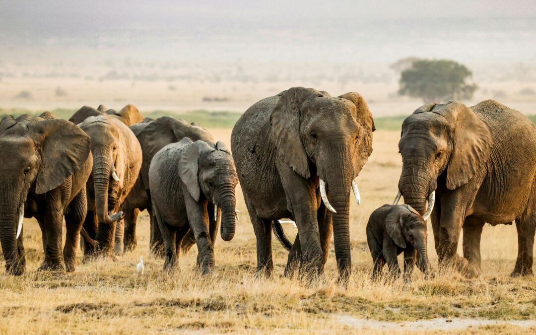 Kenia al completo