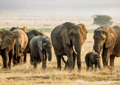 Kenia al completo