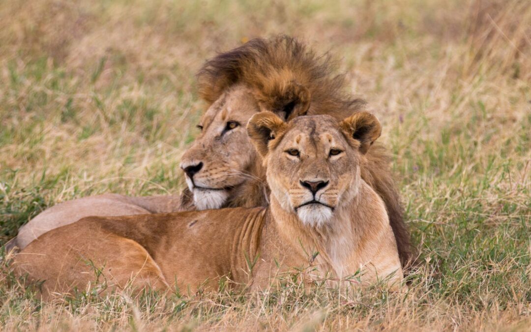 Gran safari Kenia y Tanzania