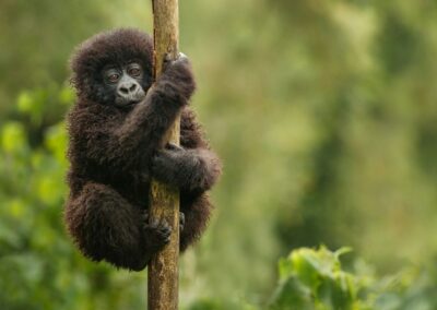 Uganda, tierra de gorilas