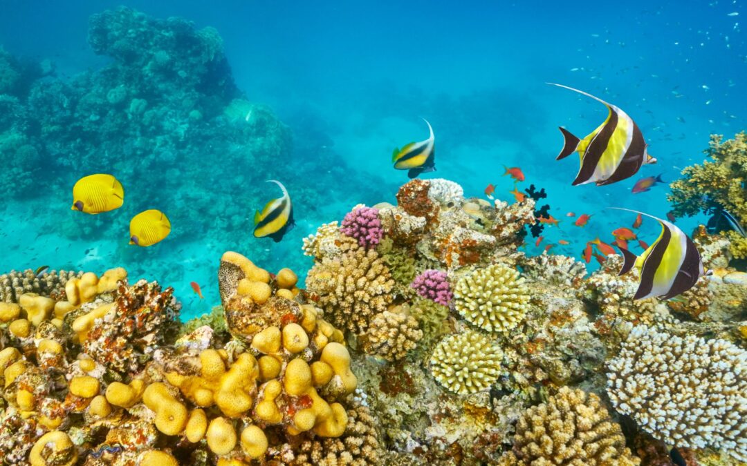 Curso de buceo en Sharm El Sheikh