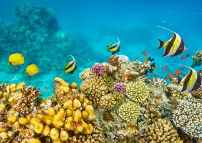 Curso de buceo en Sharm El Sheikh