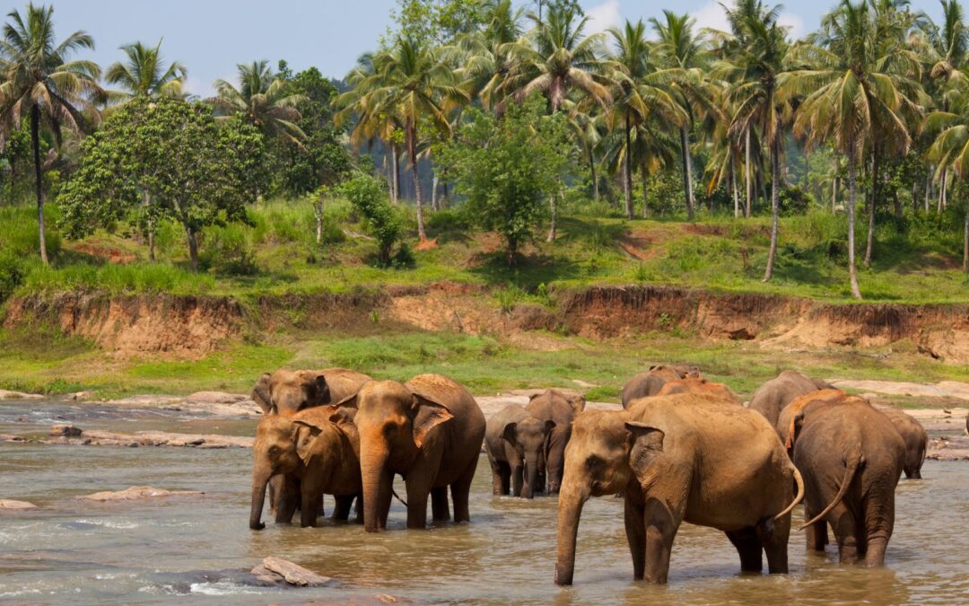 Sri Lanka y Maldivas